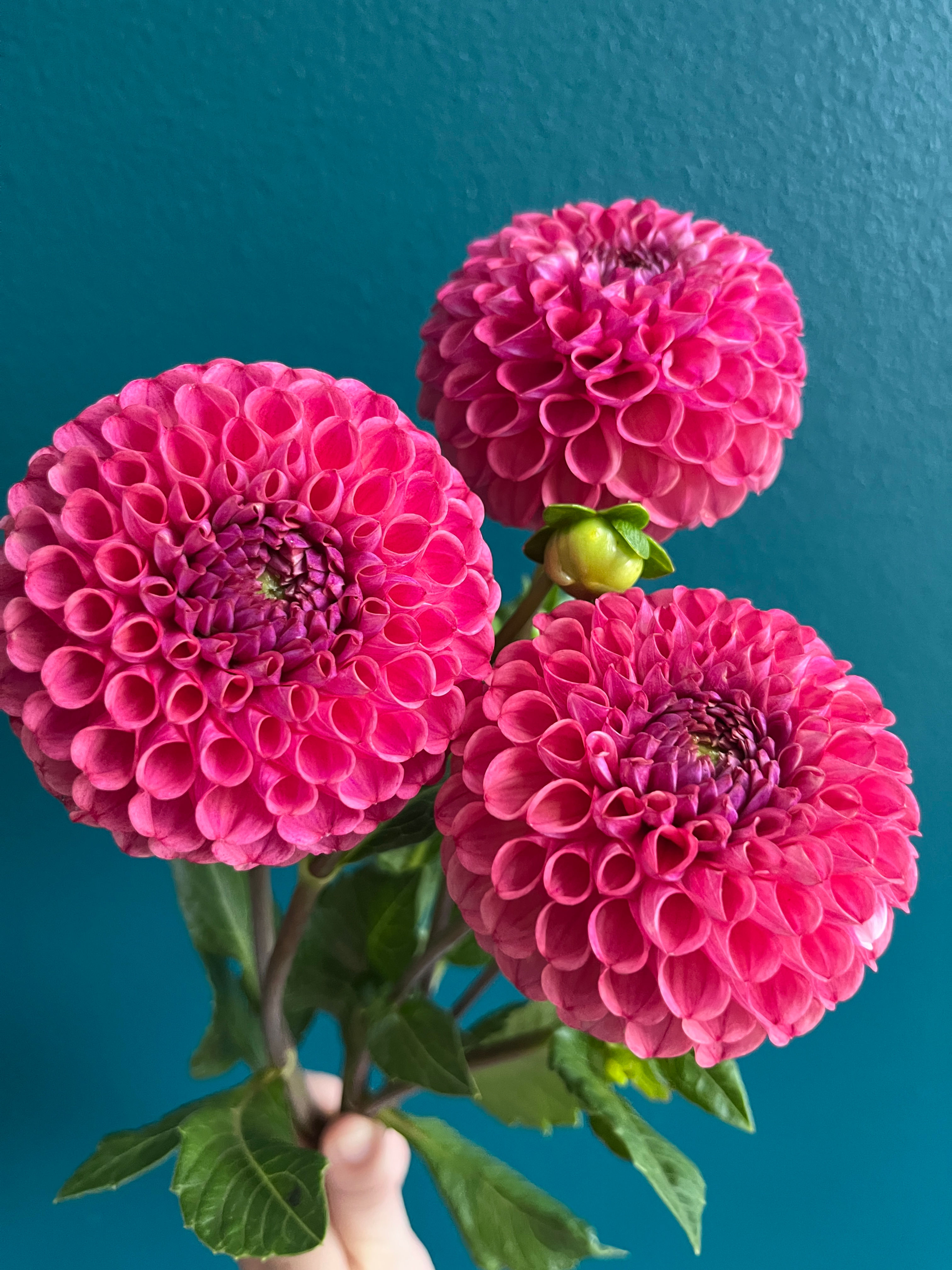 Caitlyn's Joy Dahlia Tuber