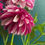 Thumbnail: Salish Twilight Girl Dahlia Tuber