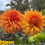 Thumbnail: Bloomquist Jean Dahlia Tuber