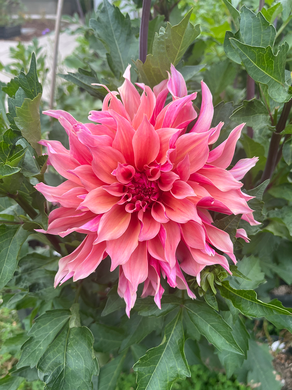Thumbnail: Labyrinth Dahlia Tuber