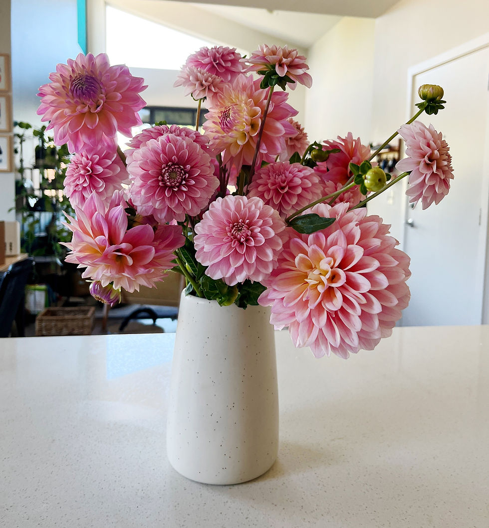 Thumbnail: Coralie Dahlia Tuber