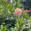 Thumbnail: Irish D Porter Dahlia Tuber