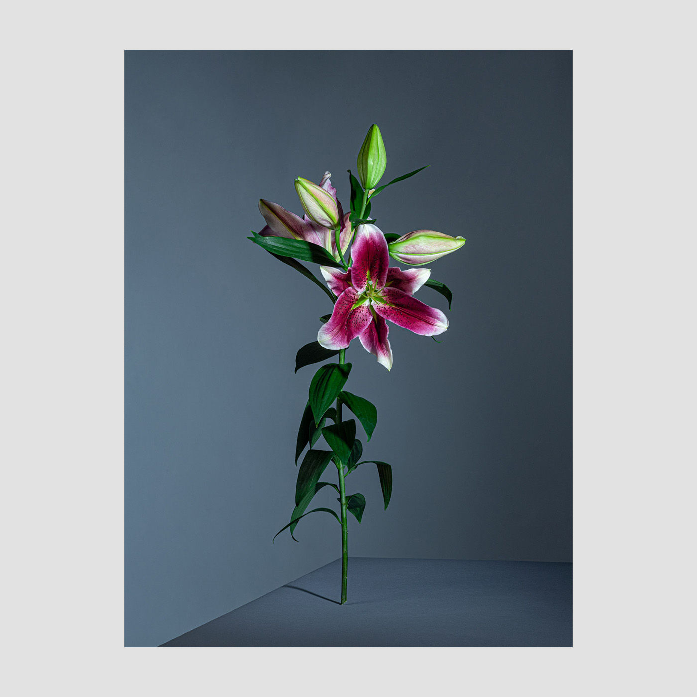 Brisilda Bufi - Lilie Stillleben