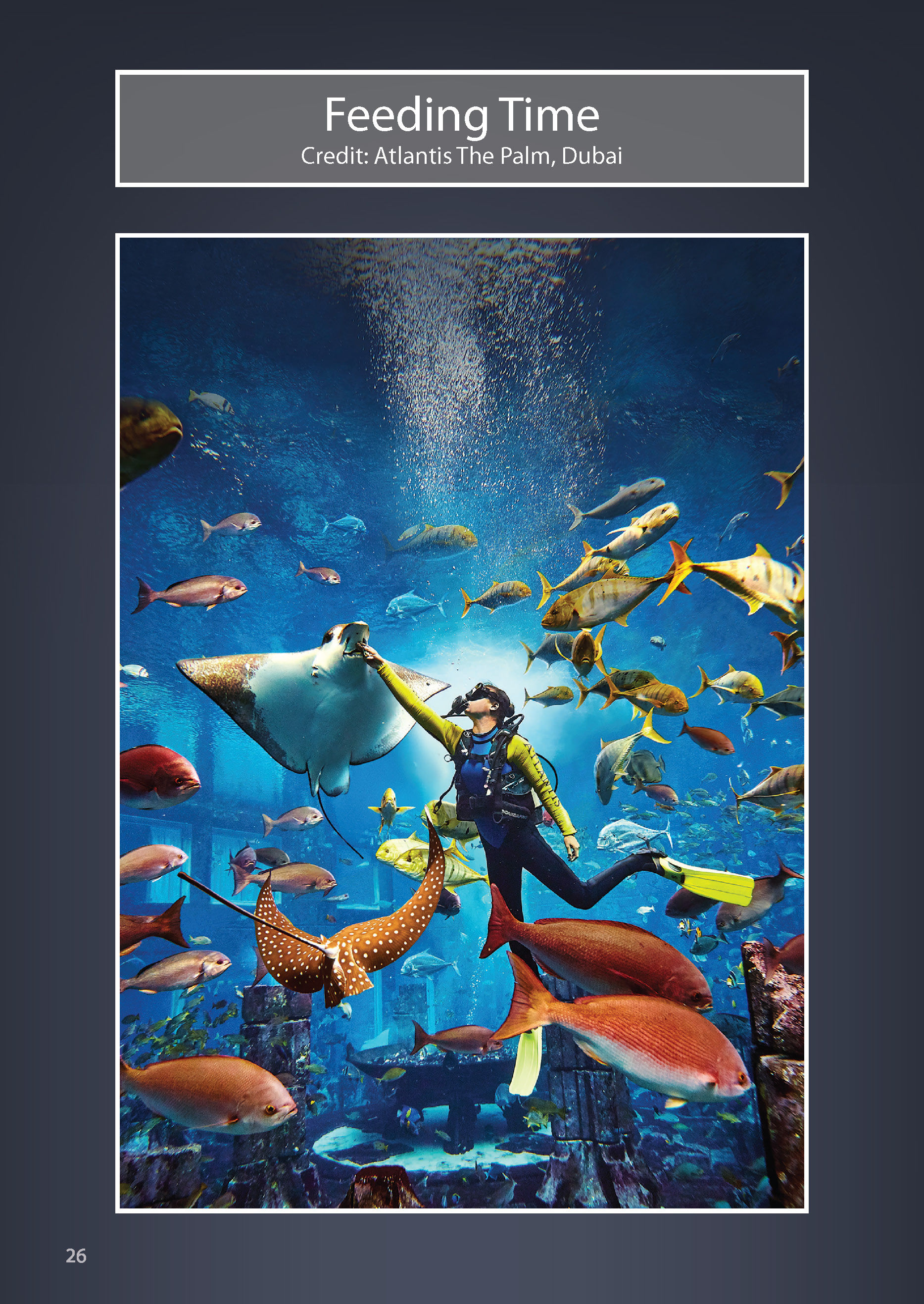 Feeding Time at Atlantis The Palm