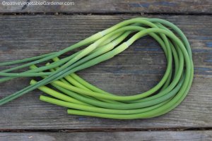 Garlic-Scapes