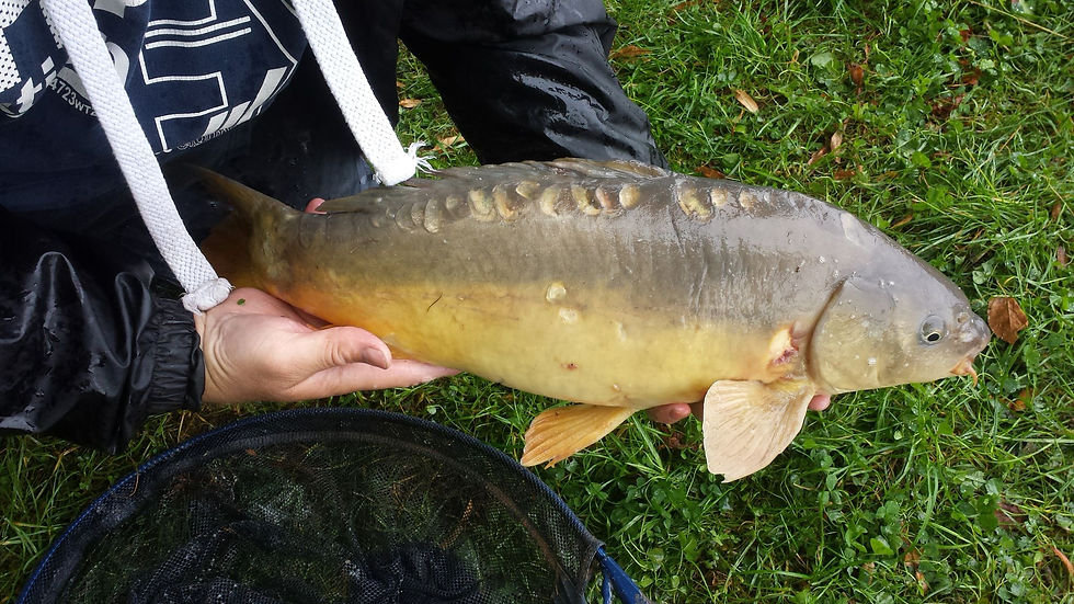 Cob House Carp
