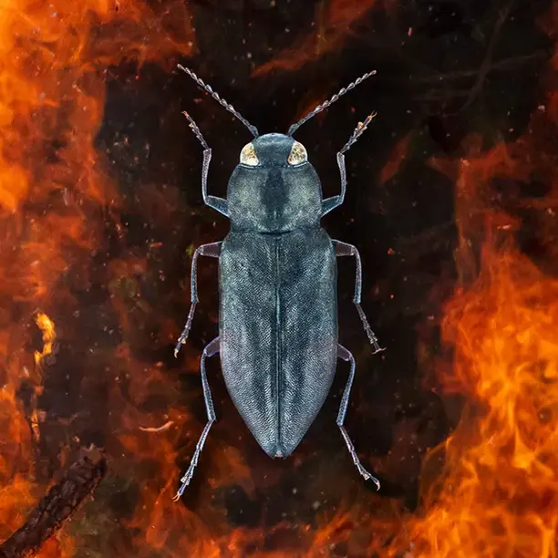 Tinder for these insects is actual tinder.