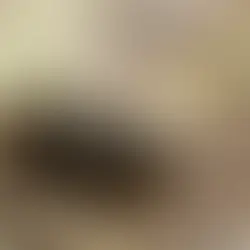 New restrictions on timber exports from Scotland to Ireland to stop spread of deadly bark beetle