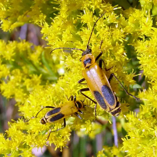 Pixelated Entomology: Analyzing Beetles’ Flower Use Through Digital Samples