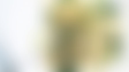 Spaghetti in a parsley garlic butter sauce