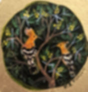Sweet Thorn Hoopoes