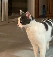 Screen Shot 2021-01-10 at 1.41.04 PM.png