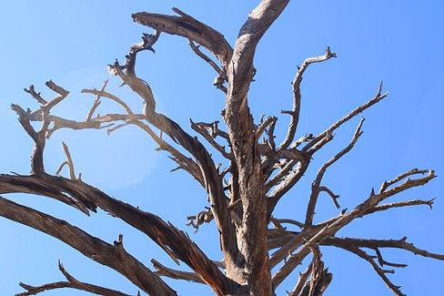 cottonwood az filler image.jpg