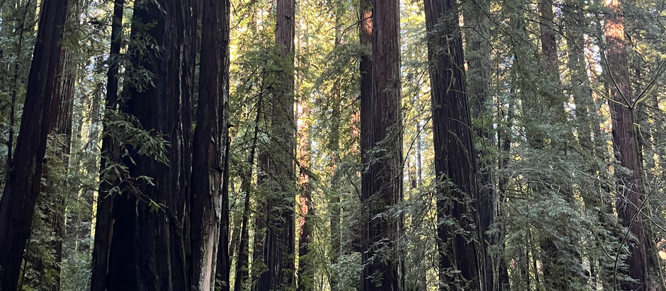 Armstrong Woods - May the Forest be With You