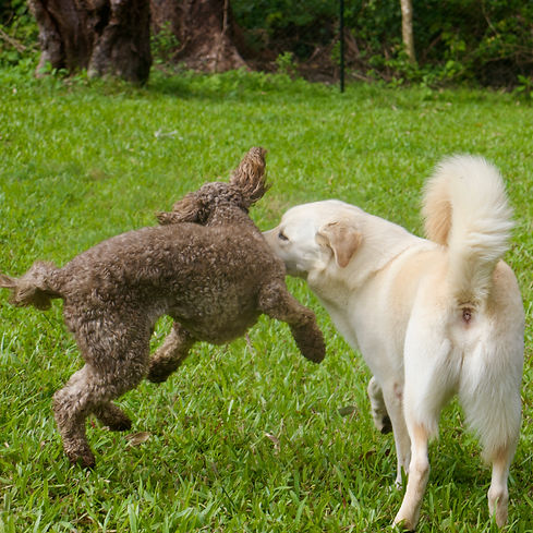 Two dogs playing in Maroochydore at Sunshine Coast best dog day care and boarding