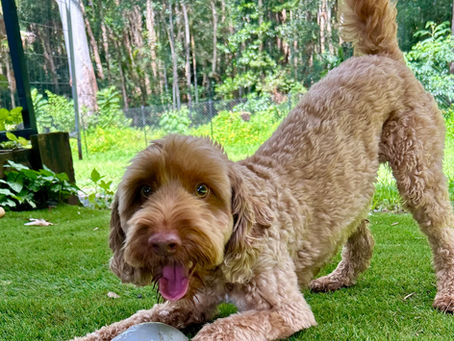 Dog play bowing at Sunshine Coast's best daycare
