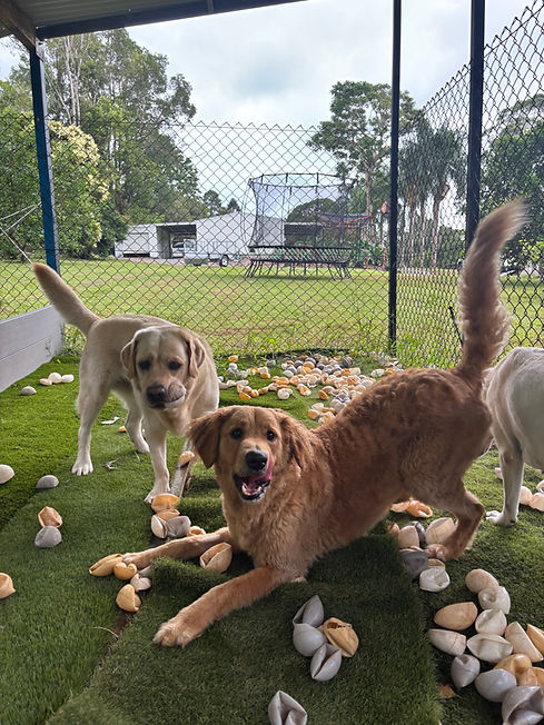 Dogs playing in ball pit Buderim Sunshine Coast best dog daycare and boarding