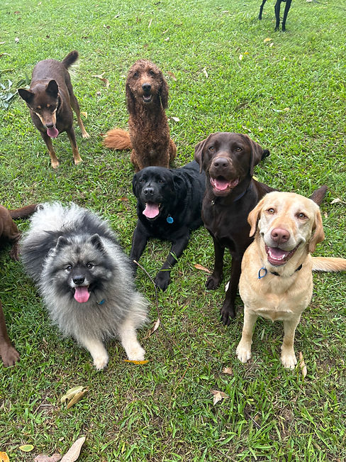 Group of happy dogs in Maroochydore at Sunshine Coast best dog daycare and overnight stays