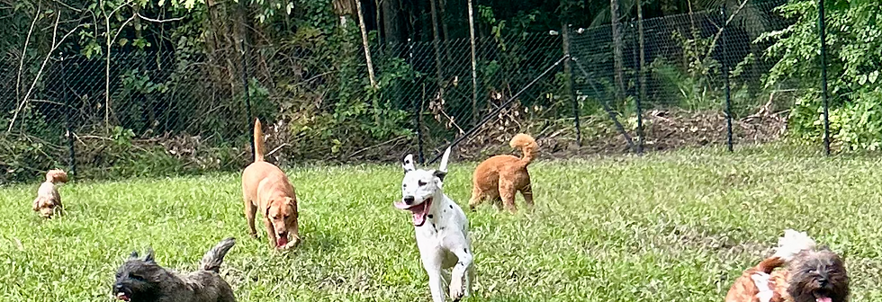 Doggie day care dogs playing in private dog park in palmwoods on the sunshine coast