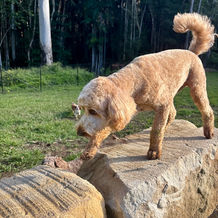 Dog exploring on sandstone blocks