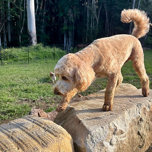 Dog walking across sandstone blocks in Sippy Downs at Sunshine coast best dog day care & boarding