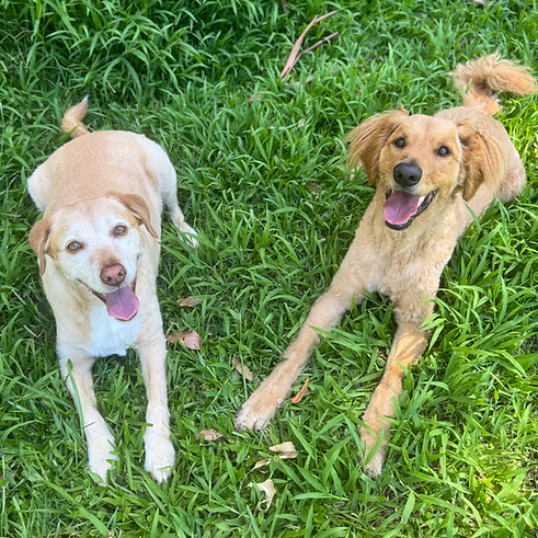 two dogs lieing down relaxing in open space at Nambour private dog park
