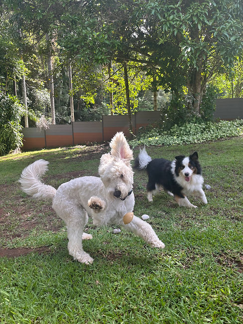 Playfull dogs in Sippy Downs at Sunshine Coast best dog daycare and overnight stays