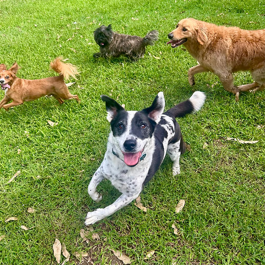 Group of happy dogs playing at bamboo best dog park dog daycare sunshine coast