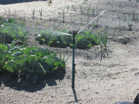 A greener garden