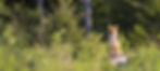 Red fox sitting on a stump in a forest.