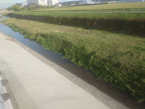 2025.5.7   第2回河川内草刈り