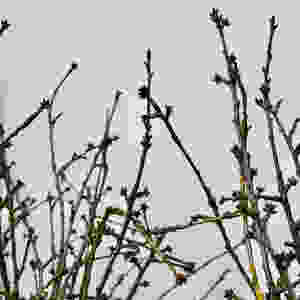 Kirschblüten, saisonal, Schweiz, Blumenpost