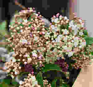 Schneeball, Blumenpost, Schweiz, Saisonal