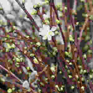 Pflaumenblüte, Frühling, Blume, Blumenpost, Blumenstrauss