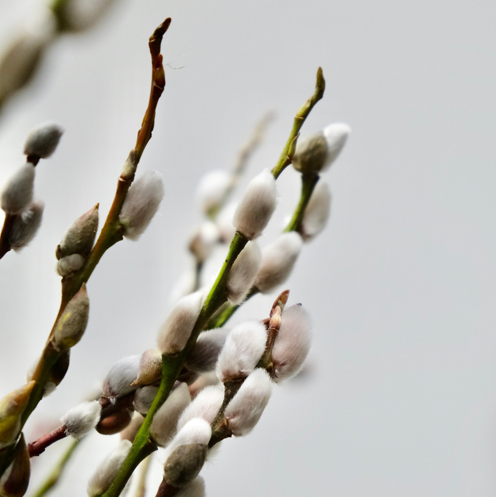 Weidenkätzchen, Blumenpost, Blumen, saisonal, Schweiz, schenken