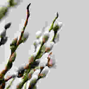 Weidenkätzchen, Blumenpost, Blumen, saisonal, Schweiz, schenken