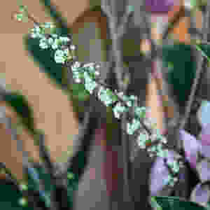 Spriaea, Spierstrauch, Blumenpost, Blumen
