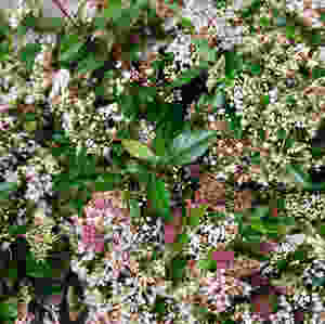 Schneeball, Blumenpost, Februar, Blumen, Schweiz