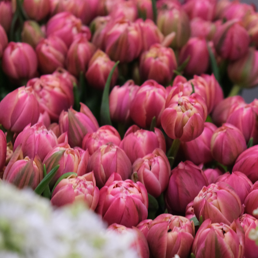 Pinke Columbus Tulpen von Zürcher Freiland-Feldern, Blumenpost