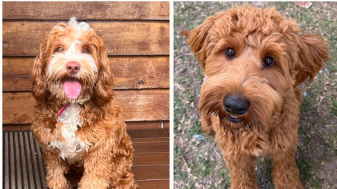 Dotti & Rocky Have Honeymooned! Exceptional Litter Due July 2026