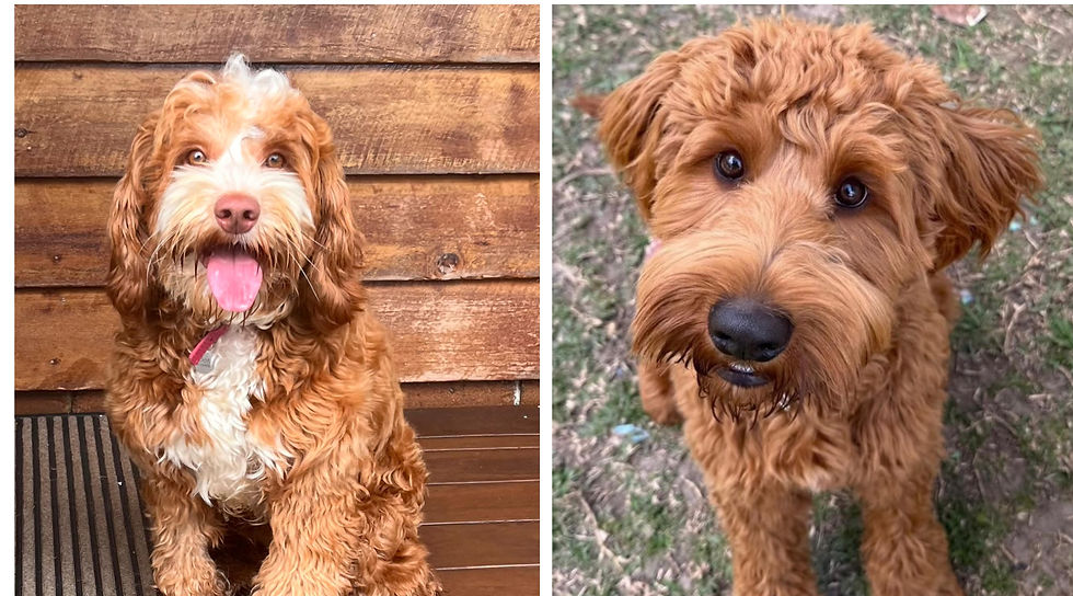 Dotti & Rocky Have Honeymooned!    Exceptional Litter Due July 2026 