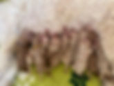 Macee's Puppies are here!!                         ***all sold***