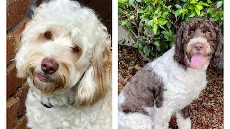 Meet Macee and Kenji: Our Next Litter of Puppies - Coming December 2025! **Waitlist is Open**