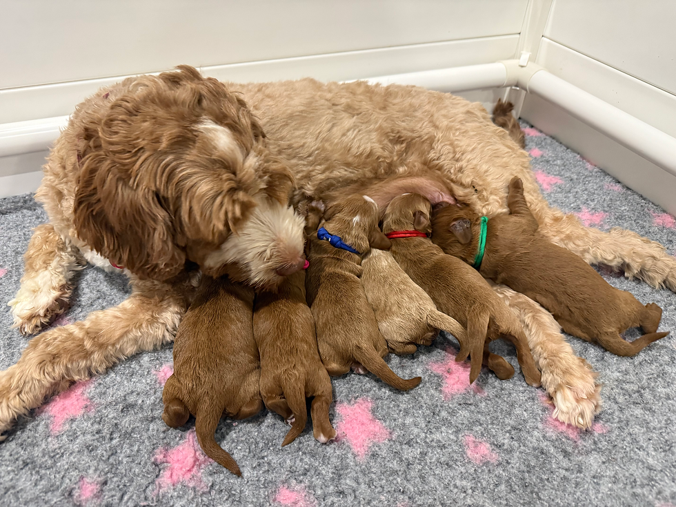 Dotti & Rocky Puppies have arrived!         All puupies have their families