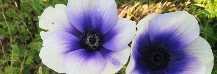 Blumen mit violett weißem Farbverlauf