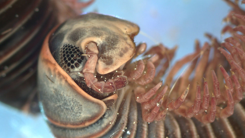 Thumbnail: Rolly polly image taken with microscope camera