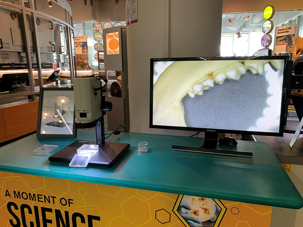Thumbnail: ZoomHD Simple Museum Microscope System with Monitor