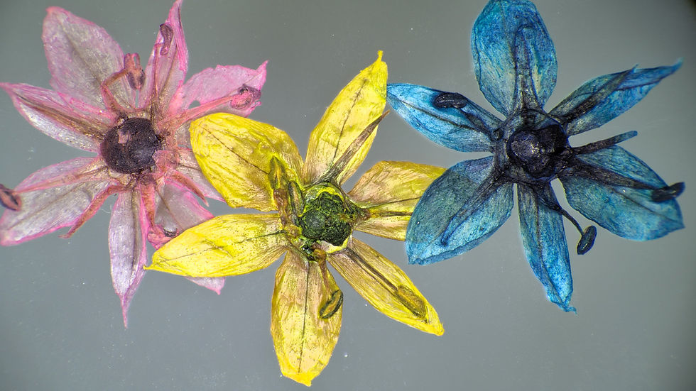 Thumbnail: Image of pink, yellow, and blue flowers captured by VIP System Microscope