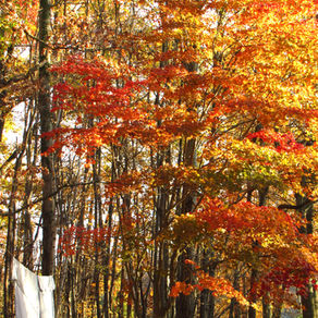 11.7.15 Letter to Friends