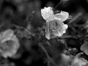 A Tribute to Black and White